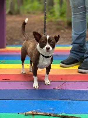 Rainy, Chihuahua, adult, available for adoption