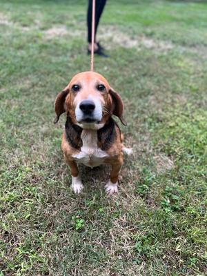 A beagle dog standing on grass, looking up at the camera, with a person's legs visible in the background.