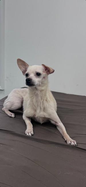 A small white dog with large ears lying on a brown surface.