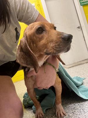 Nellie, Beagle, adult, available for adoption