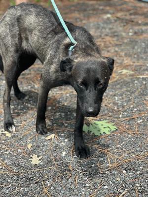 A black dog with a green leash is standing on a gravel surface, looking down at a green leaf. The dog has a short coat and appears to be in an outdoor setting with pine needles and leaves scattered around.