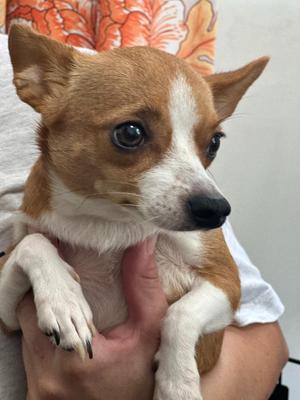 Rainbow, Chihuahua, young, available for adoption