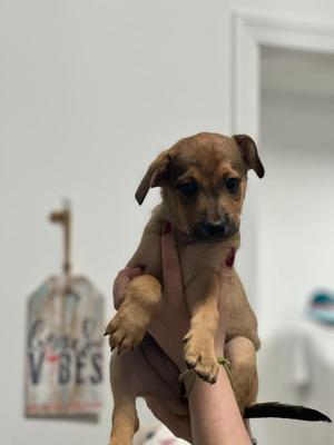 A small brown puppy being held in someone's hands.