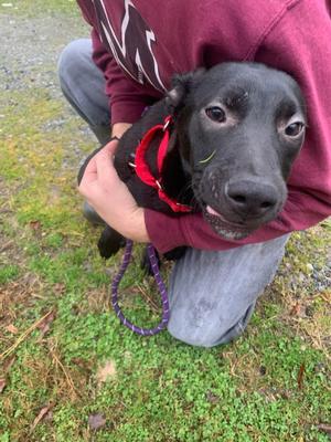 Shadow 1, Labrador Retriever, adult, available for adoption
