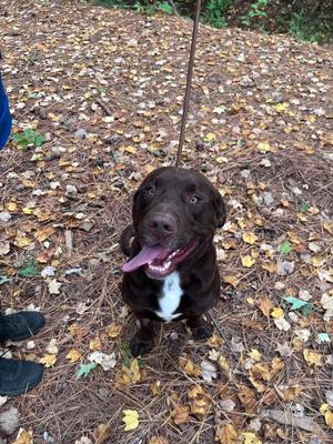 Bru Bru, Labrador Retriever / Newfoundland Dog, young, available for adoption