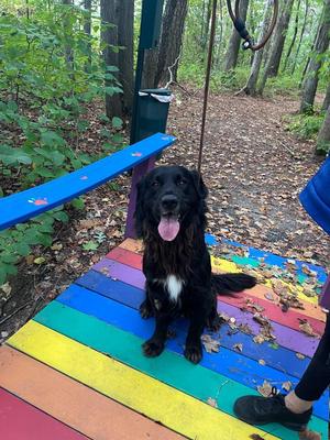 Max, Newfoundland Dog / Labrador Retriever, young, available for adoption