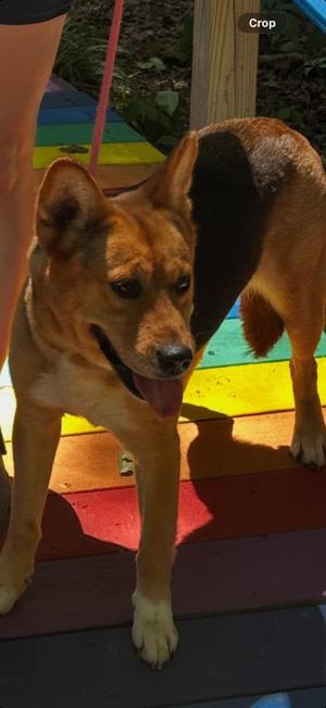 Sunny, Corgi / German Shepherd Dog, young, available for adoption