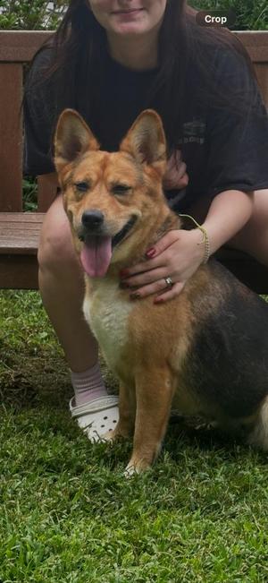 Sunny, Corgi / German Shepherd Dog, young, available for adoption