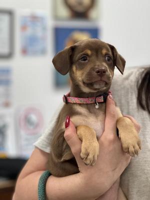 Goldie, Shepherd, puppy, available for adoption