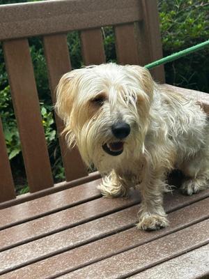 Toto, Shih Tzu, adult, available for adoption