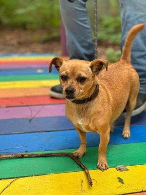 Cocobean, Chihuahua, adult, available for adoption