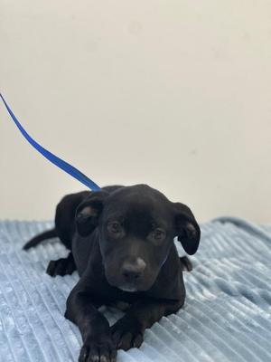 A black puppy with floppy ears lies on a blue blanket, with a blue leash extending out of frame.