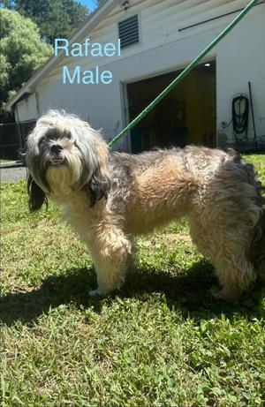 Rafiel, Shih Tzu, adult, available for adoption