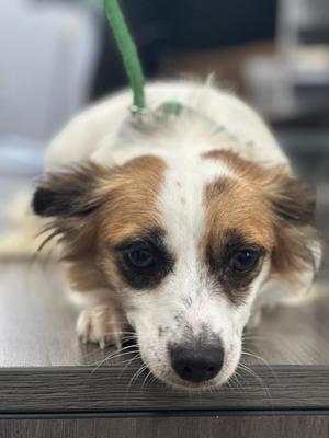Ms. Snuggle Bottoms, Papillon / Chihuahua, adult, available for adoption