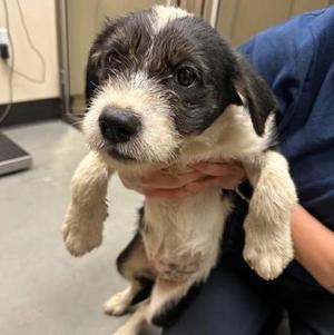 Blackberry Jam, Mixed Breed, puppy, available for adoption