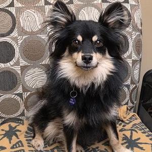 Diller, Mixed Breed, young, available for adoption