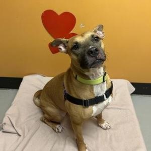 Sandy, Pit Bull Terrier, adult, available for adoption