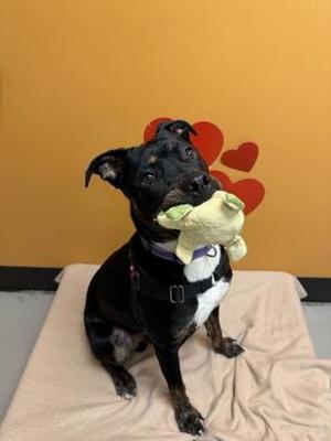 Kratos, Pit Bull Terrier, young, available for adoption