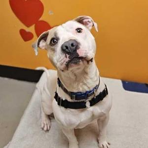 Boss, Pit Bull Terrier, young, available for adoption