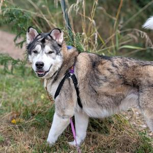 A husky dog wearing a harness and leash, standing on grass with trees in the background.