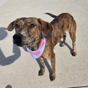 A brindle dog wearing a pink and blue bandana stands on a concrete surface, looking towards the camera.