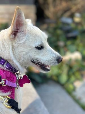 Mae Mae, Terriers (Small), young, available for adoption