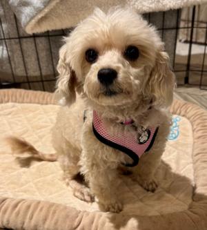 Darla, Poodle (Miniature) / Maltese, adult, available for adoption