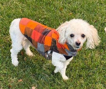 Elvis, Poodle (Miniature), adult, available for adoption