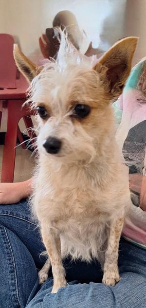 Patootie, Chihuahua, adult, available for adoption