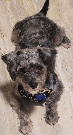 Cicero, Poodle (Miniature), adult, available for adoption