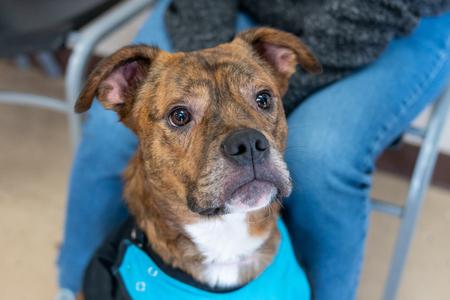 Moe, Boxer, young, available for adoption