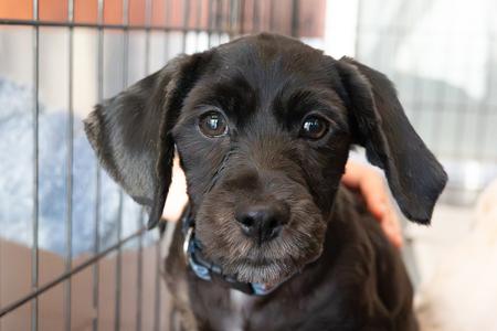 Iggy, Cocker Spaniel, puppy, available for adoption