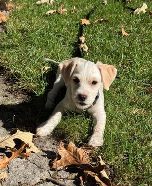 Farley, Cocker Spaniel, puppy, available for adoption