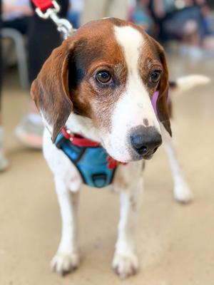 Bogart, Beagle, adult, available for adoption