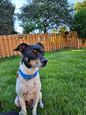 Absolutely Forever Wakanda, Rat Terrier / Chihuahua, adult, available for adoption