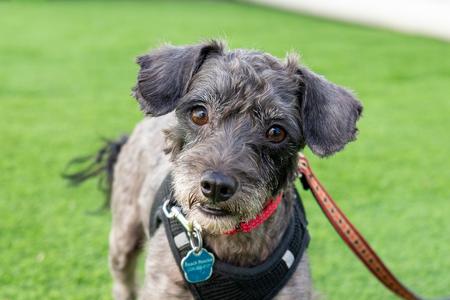 Ralphie, Schnauzer (Miniature) / Poodle (Miniature), adult, available for adoption