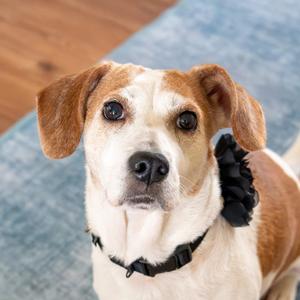 Bea, Beagle, adult, available for adoption