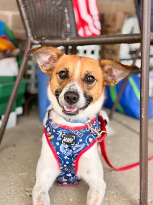 Dorito, Sheltie, Shetland Sheepdog, adult, available for adoption