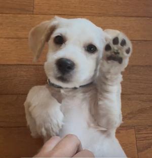 Rome Odunze, Cocker Spaniel, puppy, available for adoption