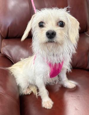 Carolina, Maltese / Terriers (Small), young, available for adoption