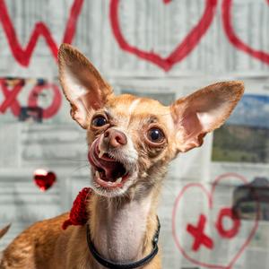 Fresno, Chihuahua, adult, available for adoption