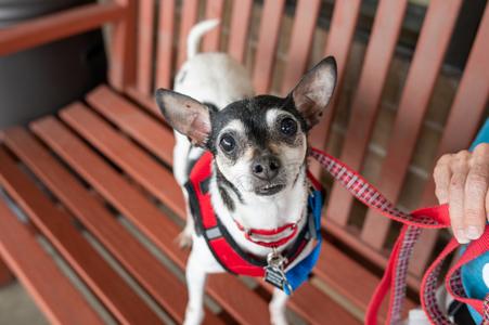 Rocky, Rat Terrier, senior, available for adoption