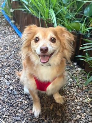 Mac N Cheese, Chihuahua / Dachshund, adult, available for adoption
