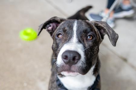 Porter Wagoner, Pit Bull Terrier, puppy, available for adoption