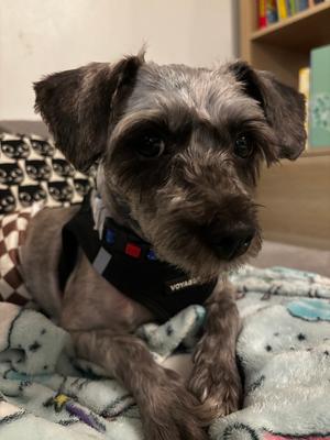 Dorian Gray, Schnauzer (Miniature) / Poodle (Standard), adult, available for adoption