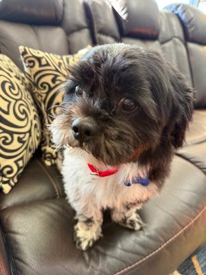 Miguel Vargas, Lhasa Apso, adult, available for adoption