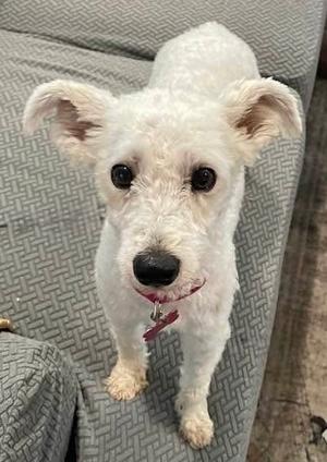 A small white dog with floppy ears and a red collar is standing on a gray patterned couch, looking up at the camera.