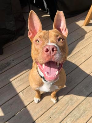 Harrison Ford, Pit Bull Terrier, young, available for adoption