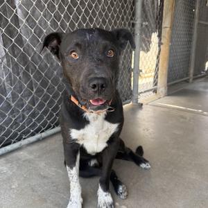 A black and white dog with its tongue slightly out sits on a concrete floor in front of a chain-link fence.
