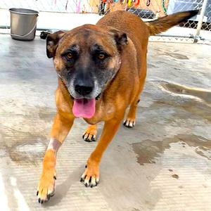 WILMA, Shepherd, adult, available for adoption